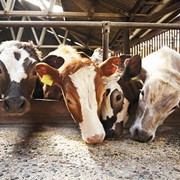 Анализ рационов кормления и разработка рекомендаций направленных на стабилизацию обменных процессов, снижение выбытия коров, рост молочной продуктивности фото