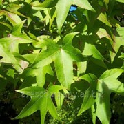 Ликвидамбар смолоносный или амбровое дерево Liquidambar Styraciflua 15-30