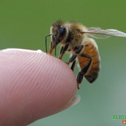 Пчелы для лечения пчелиным ядом (пчелоужаление) фото