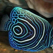 Рыба Ангел Императорский Juvenile Emperor angelfish фото