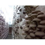 Грибы \Industrial ecological production of oyster mushrooms фотография