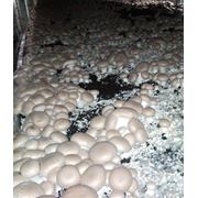 гриб свежий шампиньон коричневый белый вешенка. фото
