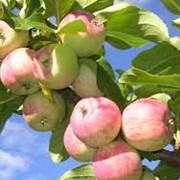 Яблоки летние