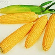 Кукуруза гибридная фото