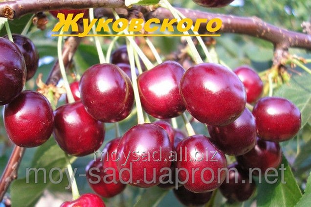 Морозостойкость вишни жуковская. Саженцы вишня жуковская. Вишня обыкновенная жуковская. Вишня обыкновенная жуковская. Морозостойкость вишни жуковская.