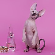 Канадский сфинкс фото