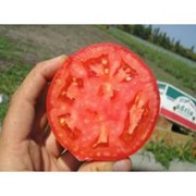 Семена томатов полудетерминантных Альянс F1 Aliance F1
