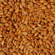 Пшеница-продовольственная“ 3-4 класс, Северный-Казахстан. Яровая. фото