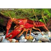 Рак Procambarus Clarkii Red фото