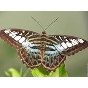 Бабочка Parthenos Sylvia Lilacinus