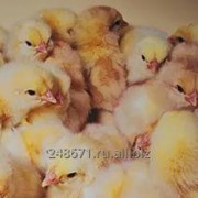 Комбикорм для цыплят до 7 дней фото