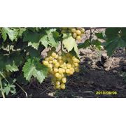 Виноград столовых сортов продаем урожай 2013