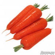 Семена моркови, Семена моркови в Казахстане фото