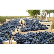 Виноград на экспорт из Молдовы фото