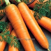 Морковь сорт Бангор