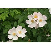 Rosa canina Роза собачья (шиповник обыкновенный) фото