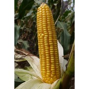 Гибрид кукурузы Нур фотография