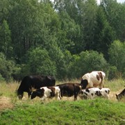 Молодняк крупного рогатого скота фотография