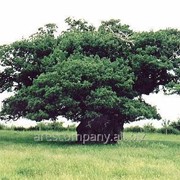 Дуб Quercus Cerris 120-150