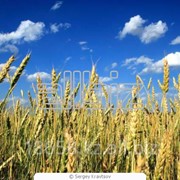 Пшеница оптом на экспорт фотография