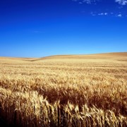 Пшеница 4 класс, мягкая фотография