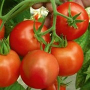 Семена томата (помидора) Ричи F1 0,05 г.