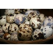 Яйца перепелиные в Молдове фото
