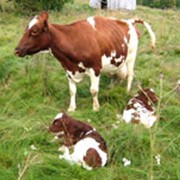 Комбикорм для крупного рогатого скота и БМВД ТМ “ХЛЕБНАЯ ГАВАНЬ“ фото