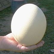 Яйца страусиные в Молдове фото