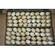 Яйца бройлера инкубационные фото