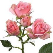 Срезанный цветок Роза кустовая Lidia фото