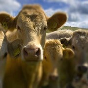 Профилактика и лечение послеродовых заболеваний воспалительного характера фото