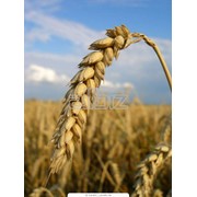 Семена озимой пшеницы Фаворитка опом Украина фотография