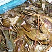 Оптовая продажа живых раков фото