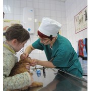 Лечение животных фото