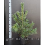 Сосна -- Pinus фотография