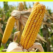 Семена кукурузы СВ ФАО – 170