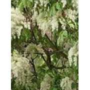 Черемуха Prunus serrulata Shimidsu 80 – 100 фотография