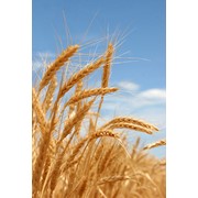 Пшеница в ассортименте