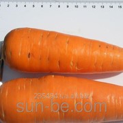 Семена моркови 500 грамм Шантане Clause