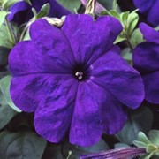 Семена цветов петунии Ламбада F1 1000 шт.драже синий фотография