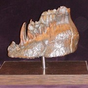 Зуб мамонта (Fossil mammoth tooth) фото