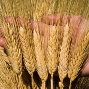 Семена озимой пшеницы среднеспелый сорт Алексеич фото