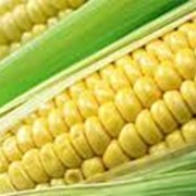 Кукуруза,кукурузу пищевая