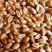 Пшеница золотая, пшеница на экспорт