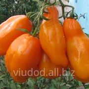 Семена томатов Эрос