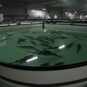 Бассейны для рыбоводства фото