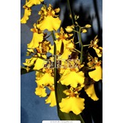 Грунт для орхидей Киев фото