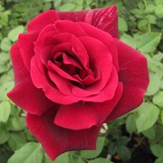 Розы чайно-гибридные, Роза кустарник, Роза Папа Мейан фотография