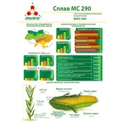Семена гибрида кукурузы Сплав МС 290 фотография